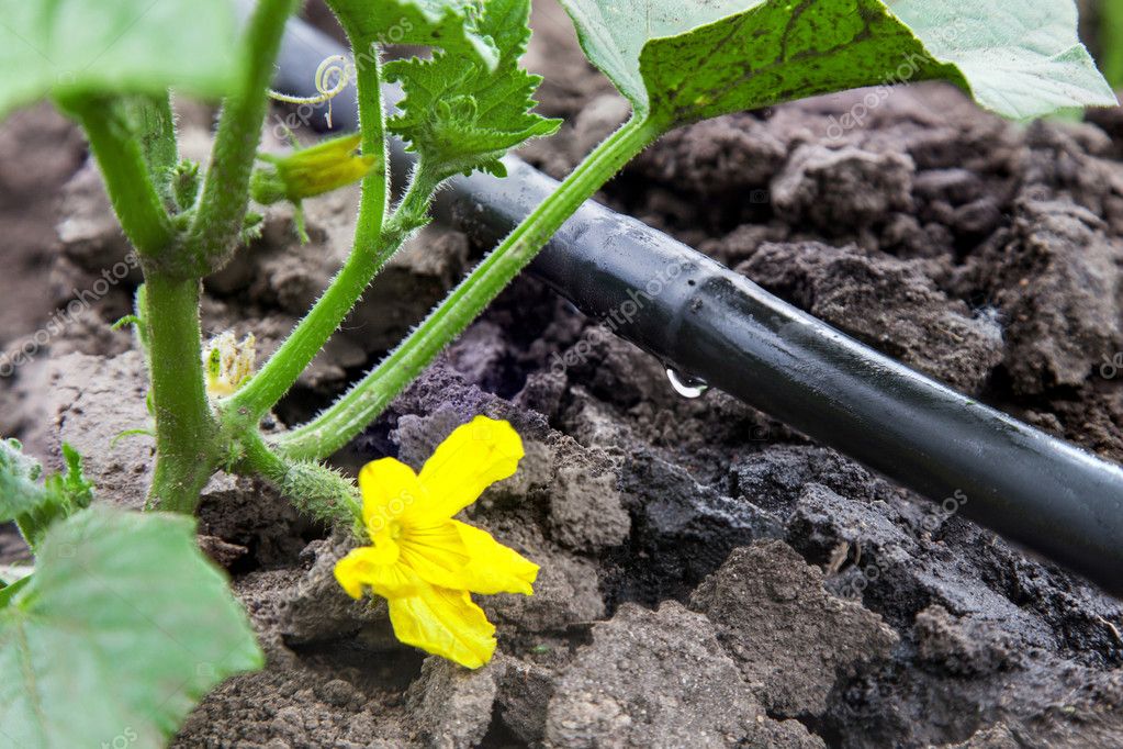 Sistema di irrigazione in funzione su un prato